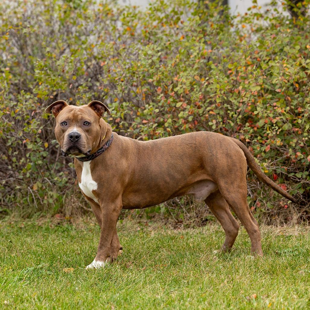 Wesson, a Adoptable Pit Bull Terrier in Council Bluffs, IA image 2/4