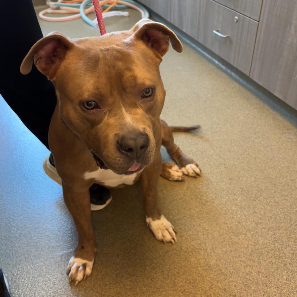 Wesson, a Adoptable Pit Bull Terrier in Council Bluffs, IA image 3/4