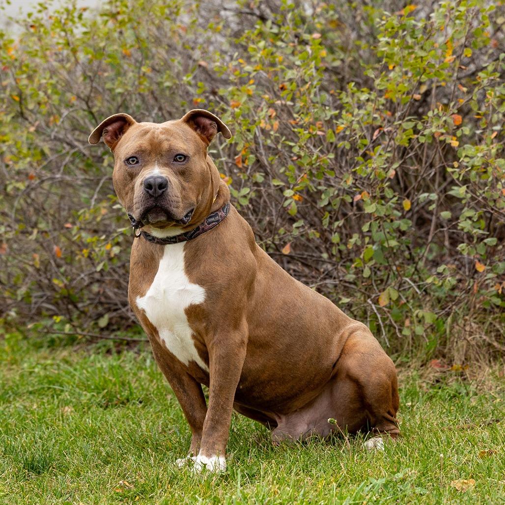 Wesson, a Adoptable Pit Bull Terrier in Council Bluffs, IA image 4/4