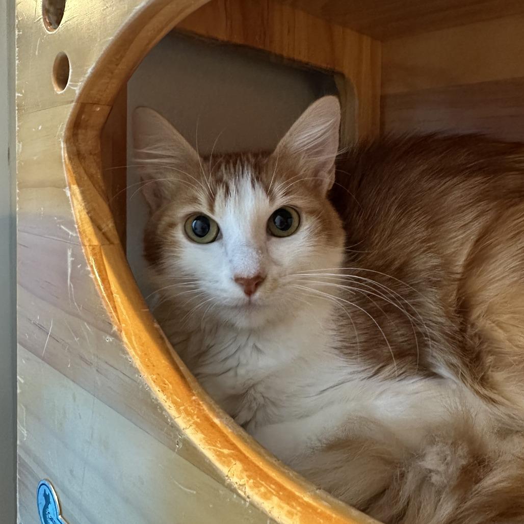 Enlarge Clementine, a Adoptable Domestic Medium Hair in Playa Vista, CA image 2/2