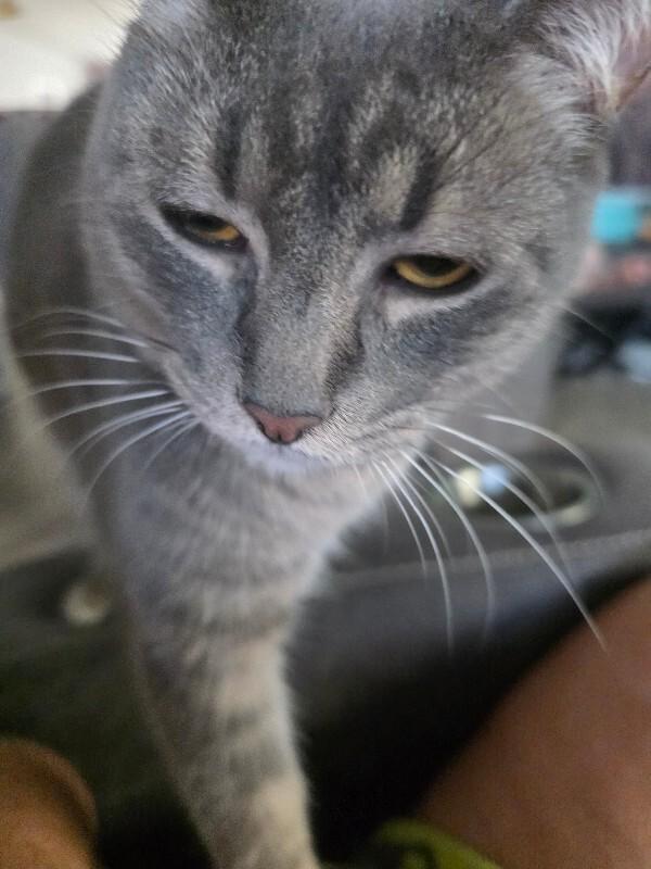 Juniper (boogie), Adoptable, Adult Male Domestic Short Hair.