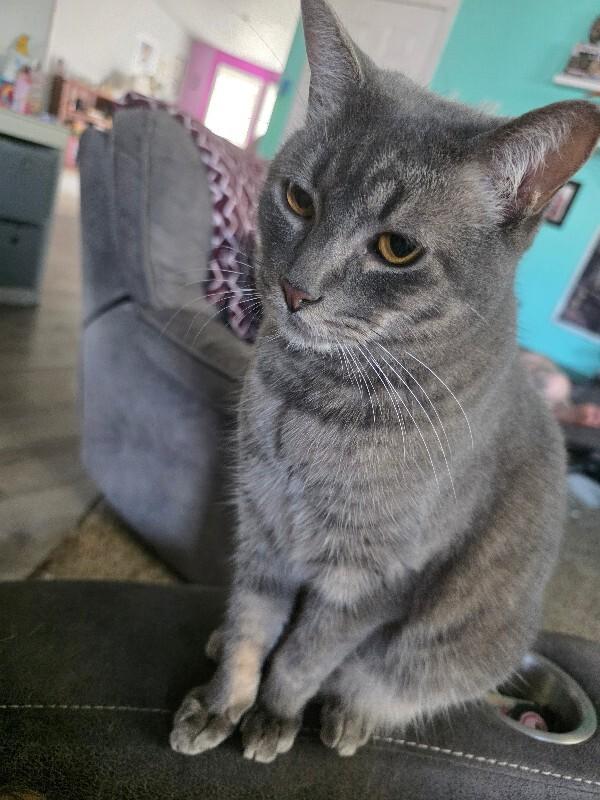 Enlarge Juniper (boogie), a Adoptable Domestic Short Hair in Kennewick, WA image 2/3