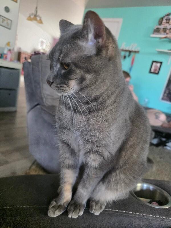 Enlarge Juniper (boogie), a Adoptable Domestic Short Hair in Kennewick, WA image 3/3