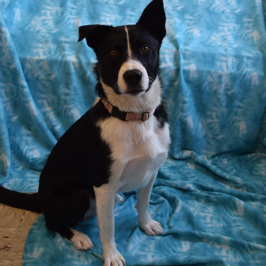 Enlarge Chuck, a Adoptable Border Collie in Eureka, CA image 1/3