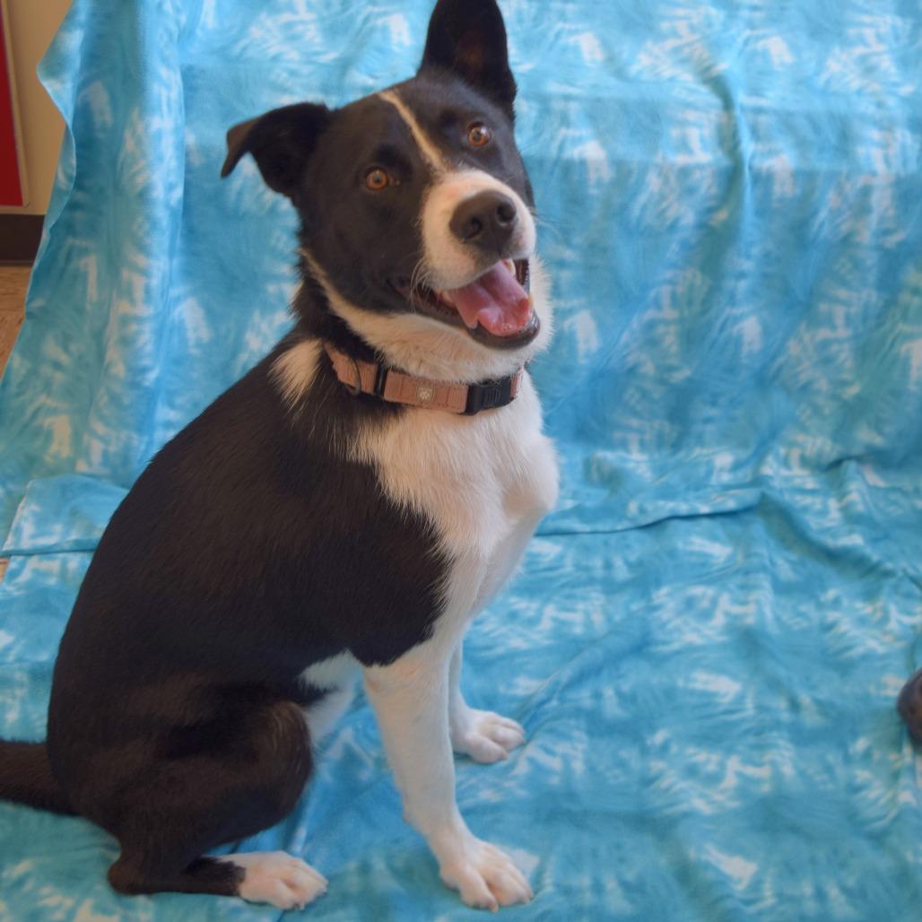 Enlarge Chuck, a Adoptable Border Collie in Eureka, CA image 2/3