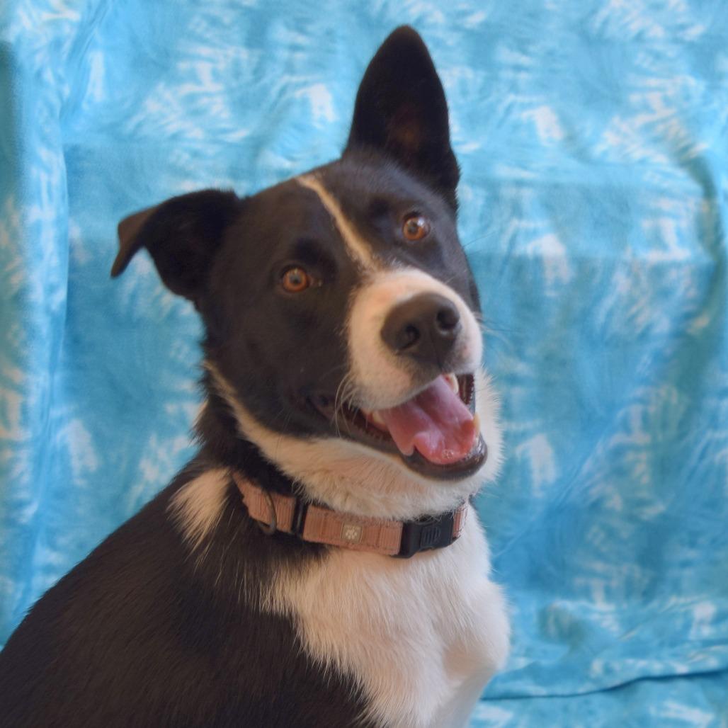 Enlarge Chuck, a Adoptable Border Collie in Eureka, CA image 3/3