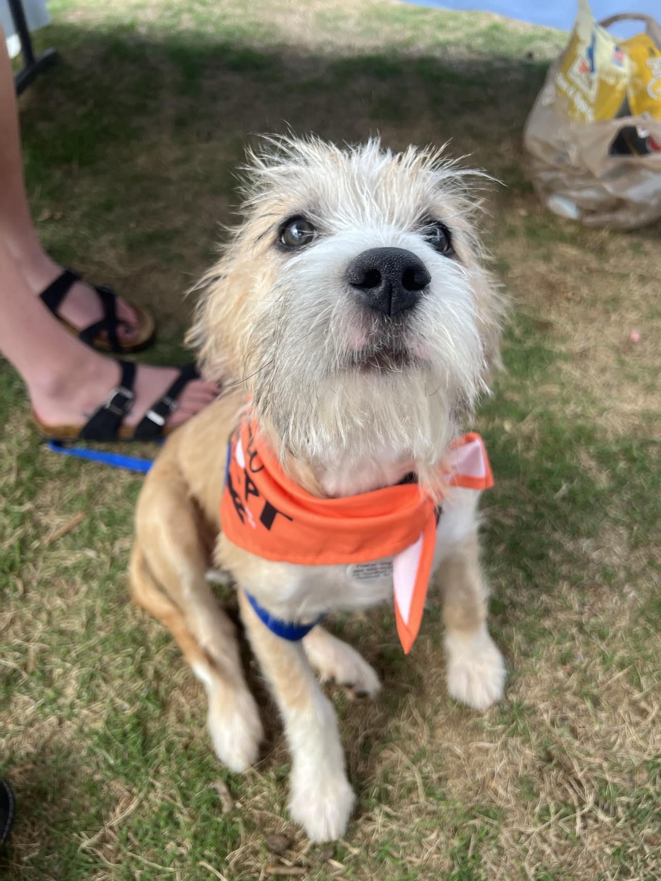 Turkey, Adopted, Puppy Male Terrier.