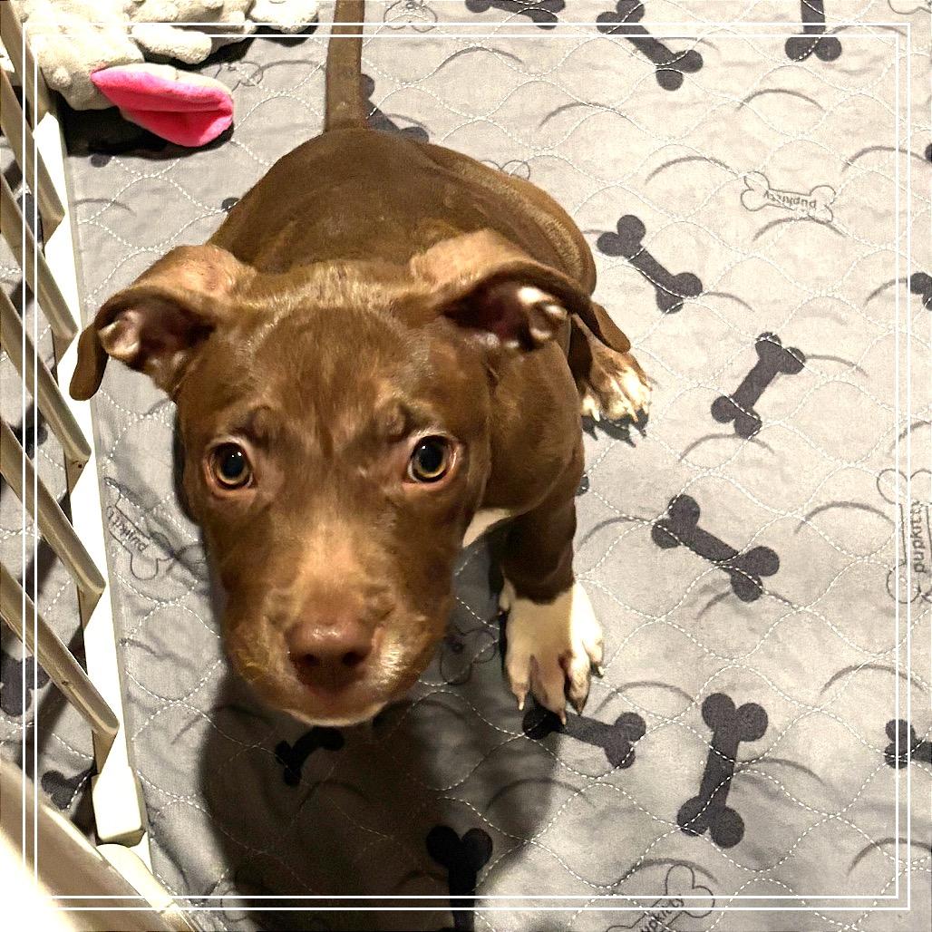 Enlarge Cheyenne, a Adoptable American Staffordshire Terrier in Monroe, MI image 1/6