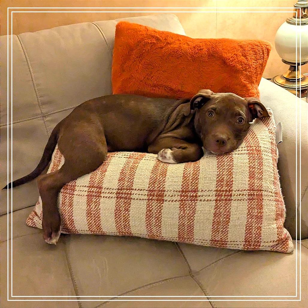 Enlarge Cheyenne, a Adoptable American Staffordshire Terrier in Monroe, MI image 2/6