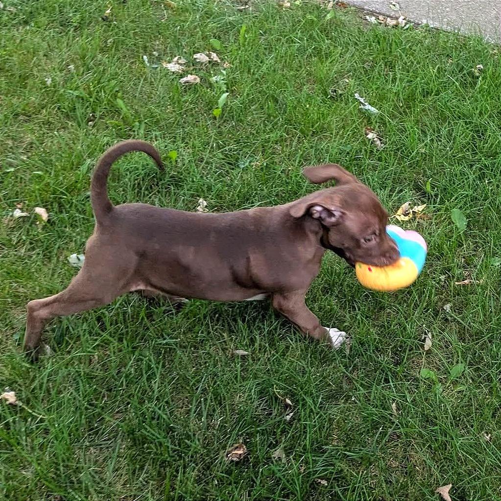 Enlarge Cheyenne, a Adoptable American Staffordshire Terrier in Monroe, MI image 3/6