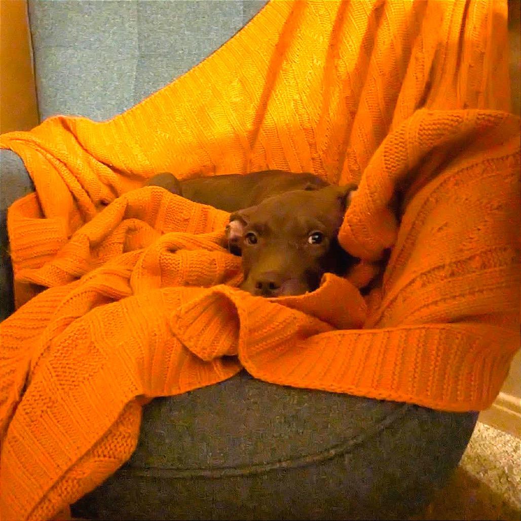 Enlarge Cheyenne, a Adoptable American Staffordshire Terrier in Monroe, MI image 5/6