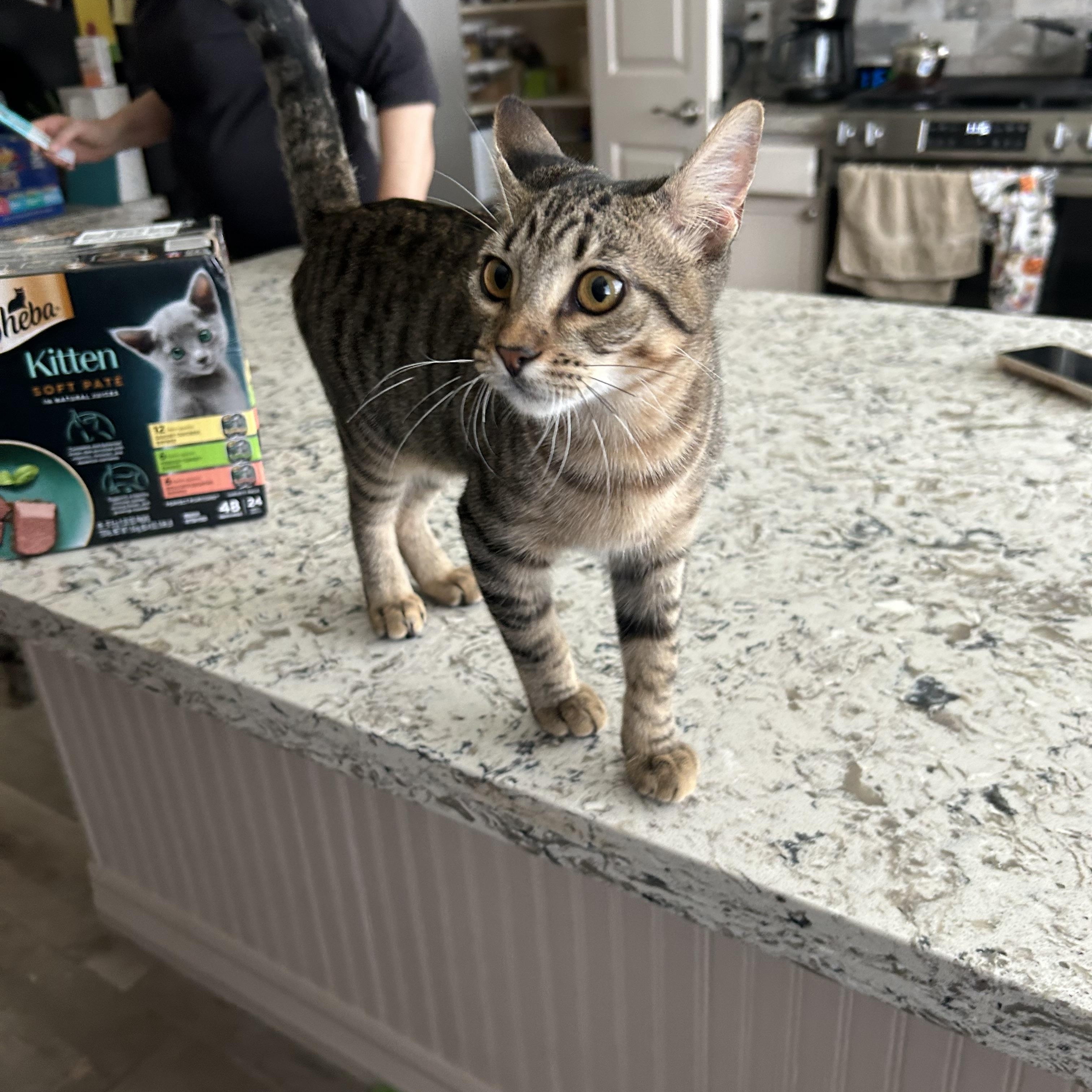Enlarge Xander (Brother of Phoenix), a Adoptable Tabby in Houston, TX image 2/5