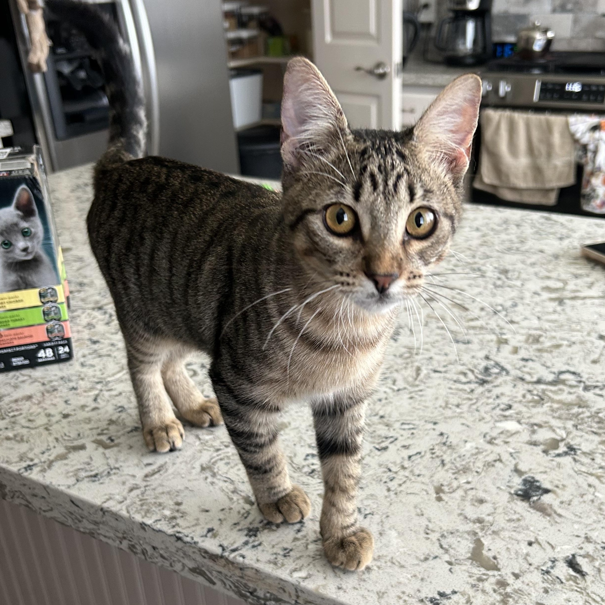 Enlarge Xander (Brother of Phoenix), a Adoptable Tabby in Houston, TX image 3/5