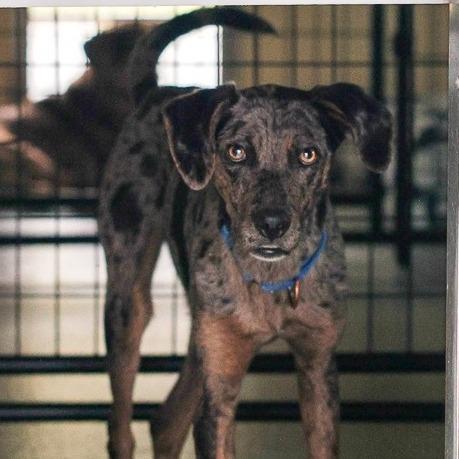 Hunter, Adoptable, Young Male Catahoula Leopard Dog.