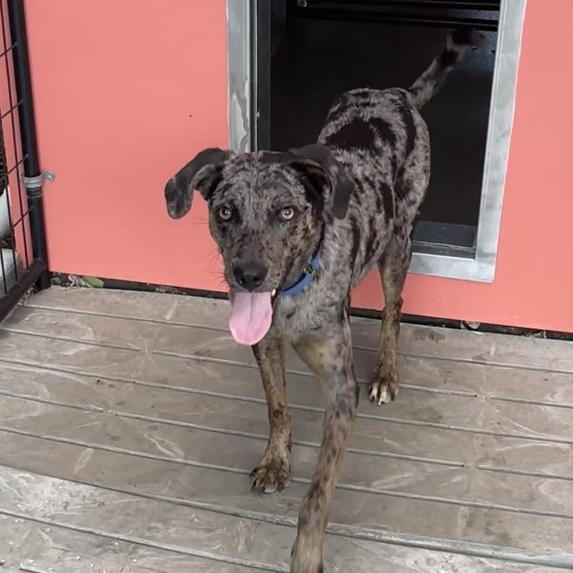 Hunter, Adoptable, Young Male Catahoula Leopard Dog.