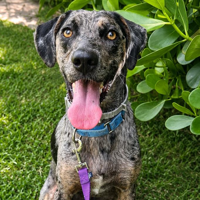 Enlarge Hunter, a Adoptable mixed breed in Bradenton, FL image 1/5