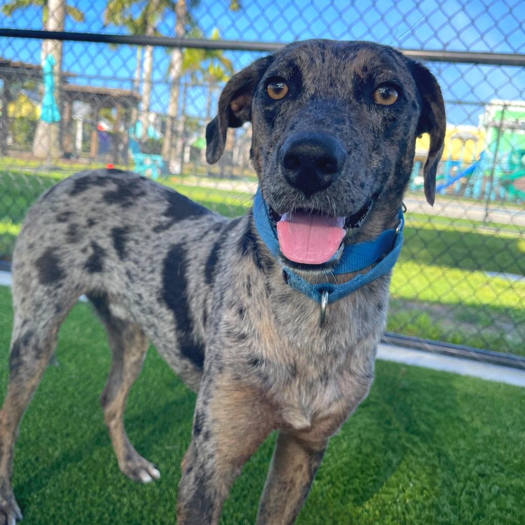 Hunter, Adoptable, Young Male Catahoula Leopard Dog & Mixed Breed.