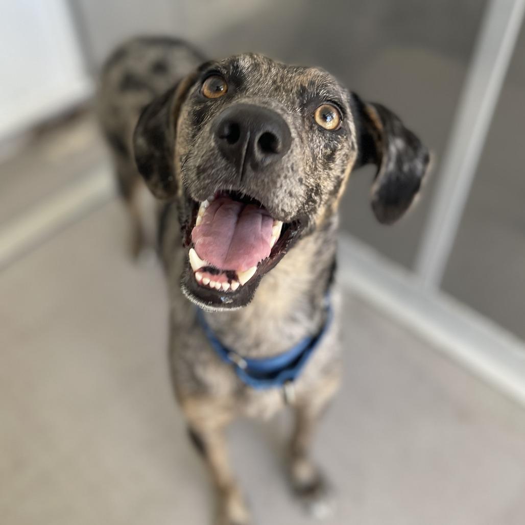 Hunter, a Adoptable mixed breed in Bradenton, FL image 2/5