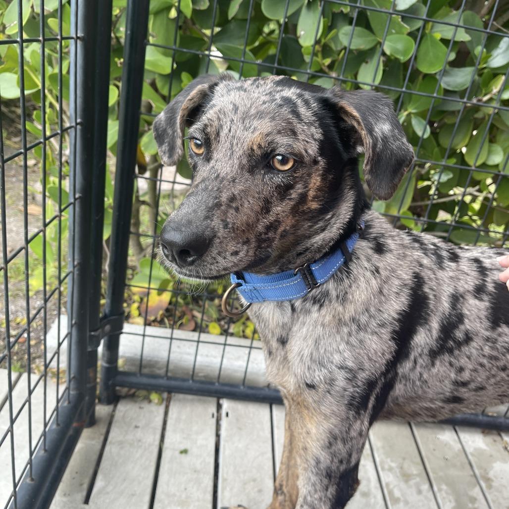 Enlarge Hunter, a Adoptable mixed breed in Bradenton, FL image 3/4