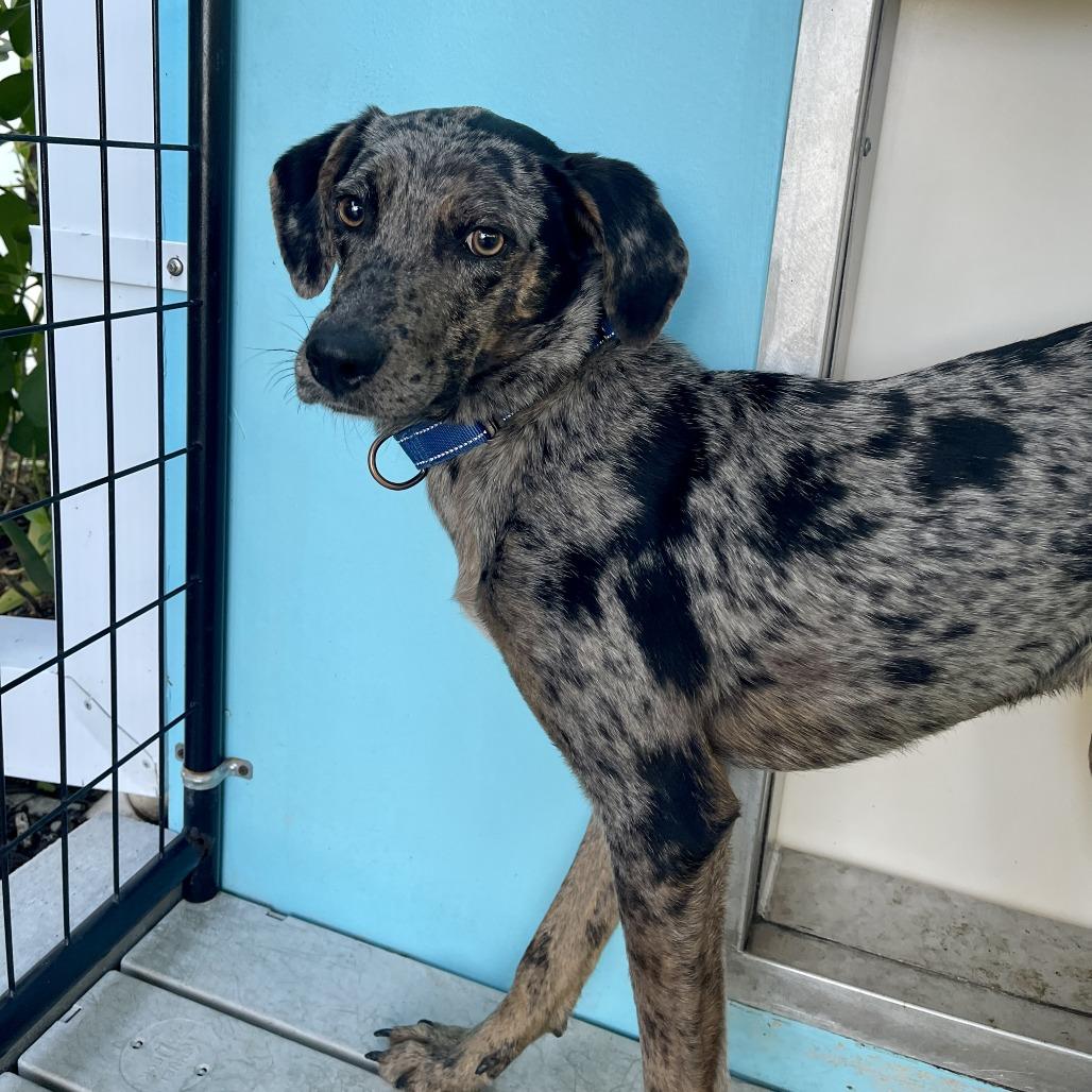 Enlarge Hunter, a Adoptable mixed breed in Bradenton, FL image 4/4