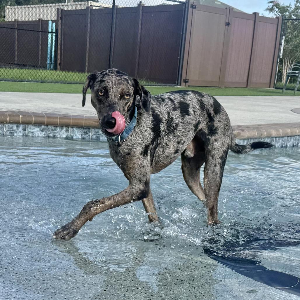 Enlarge Hunter, a Adoptable mixed breed in Bradenton, FL image 2/5