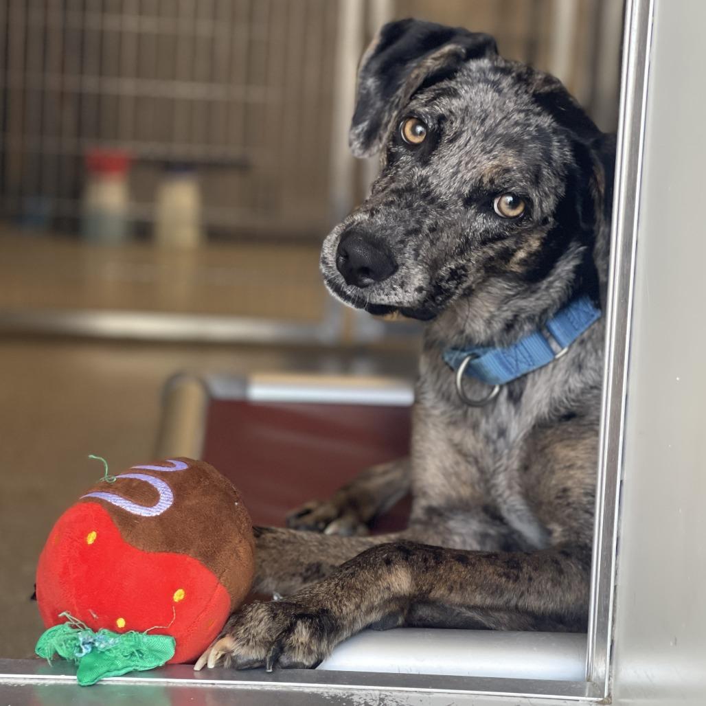 Hunter, a Adoptable mixed breed in Bradenton, FL image 3/5