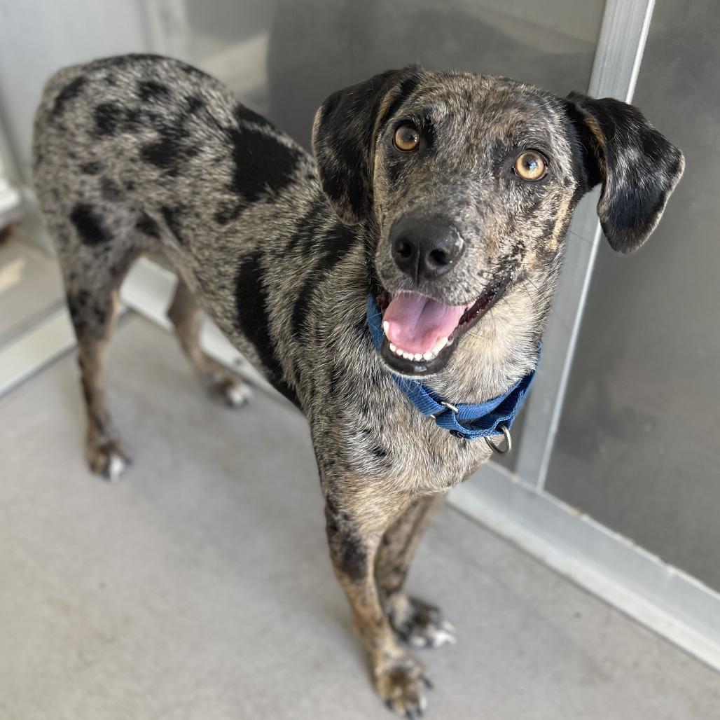 Hunter, a Adoptable mixed breed in Bradenton, FL image 4/5