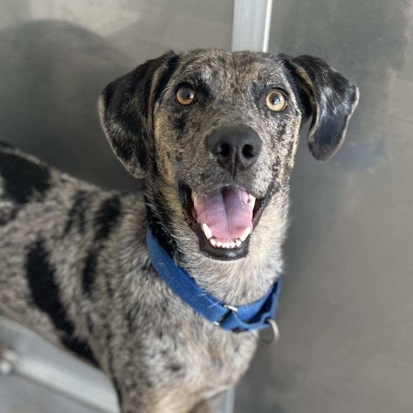 Hunter, Adoptable, Adult Male Catahoula Leopard Dog & Mixed Breed.
