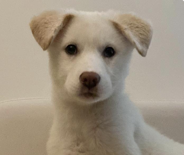 Enlarge Baek-Ah, an adopted mixed breed in San Francisco, CA image 1/1