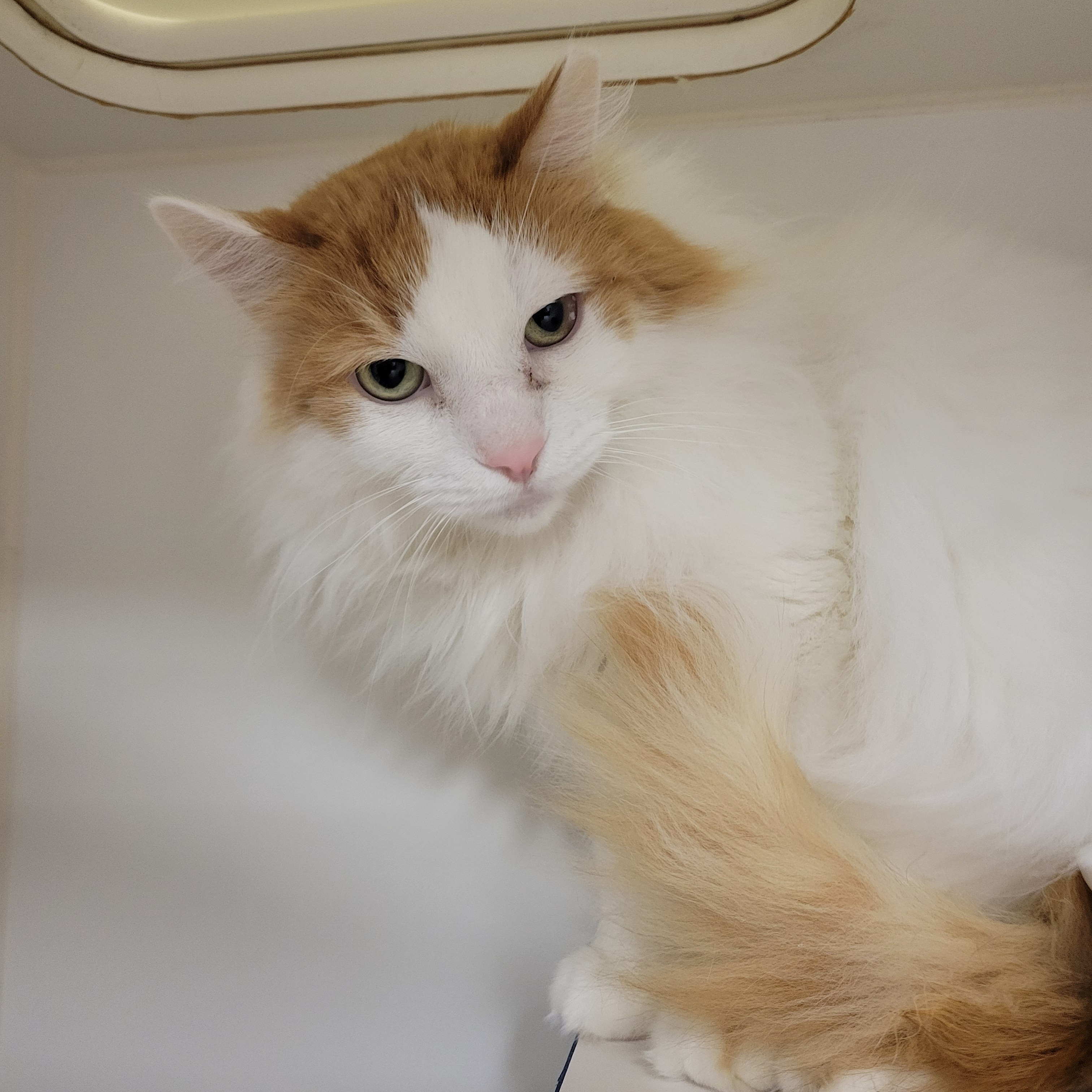 Oliver, Adoptable, Adult Male Domestic Long Hair.