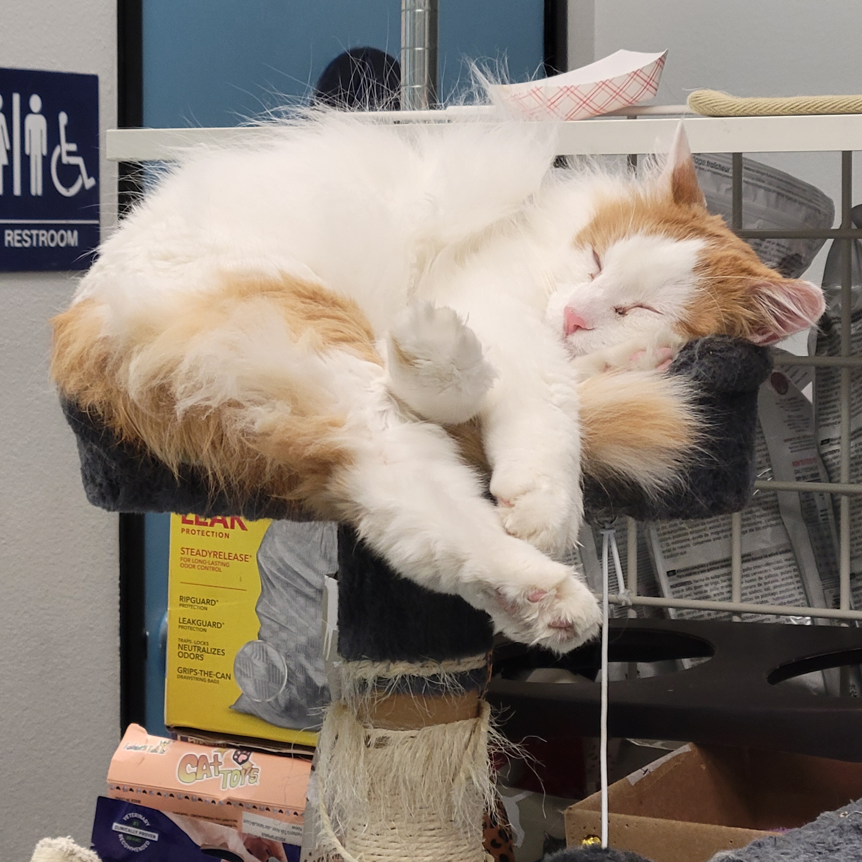 Oliver, a Adoptable Domestic Long Hair in Cathedral City, CA image 2/2