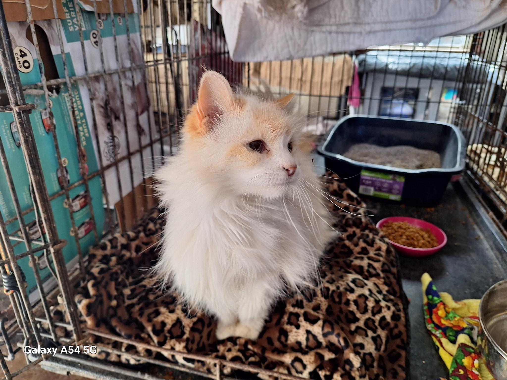 Olivia, a Adopted mixed breed in Staunton, VA image 1/5