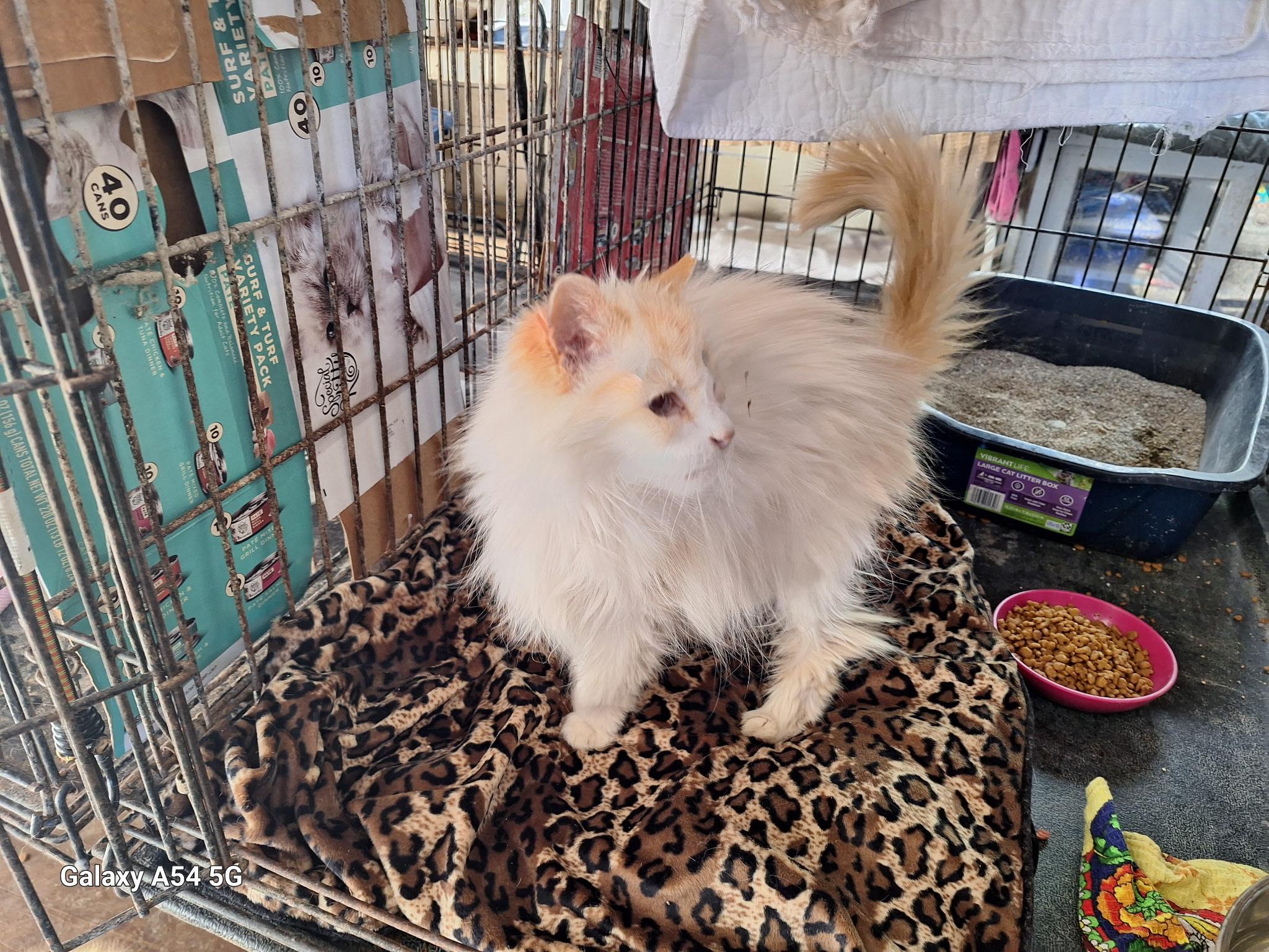 Olivia, a Adopted mixed breed in Staunton, VA image 2/5