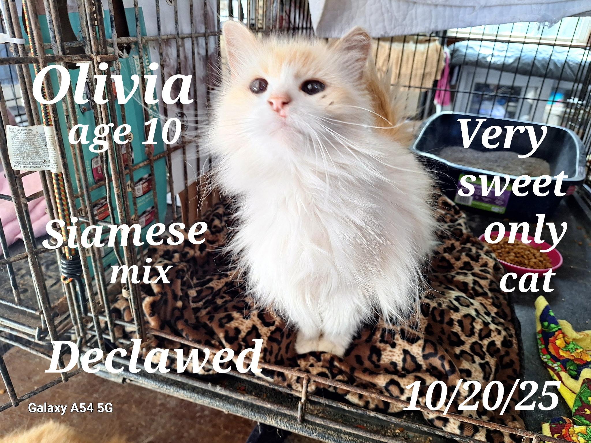 Olivia, a Adopted mixed breed in Staunton, VA image 3/5