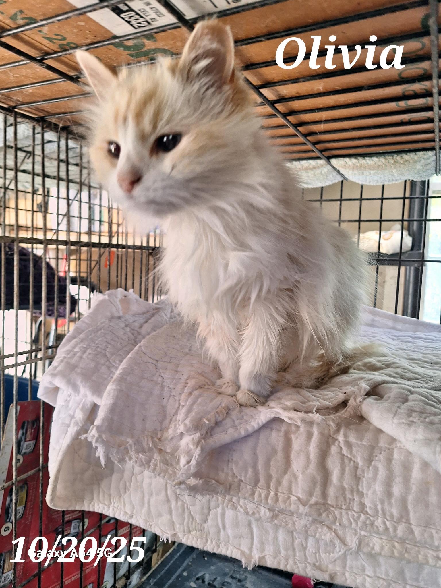 Olivia, a Adopted mixed breed in Staunton, VA image 4/5