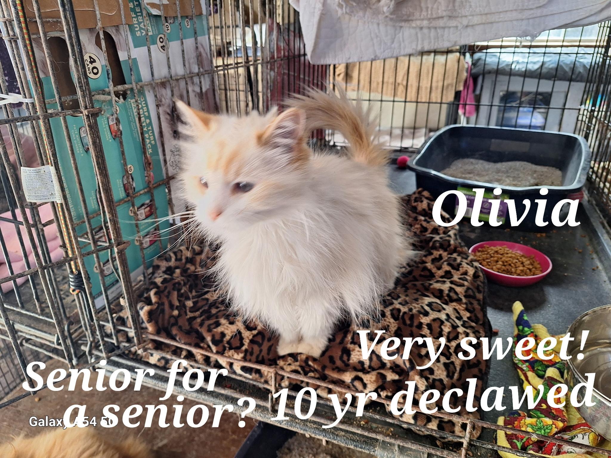 Olivia, a Adopted mixed breed in Staunton, VA image 5/5