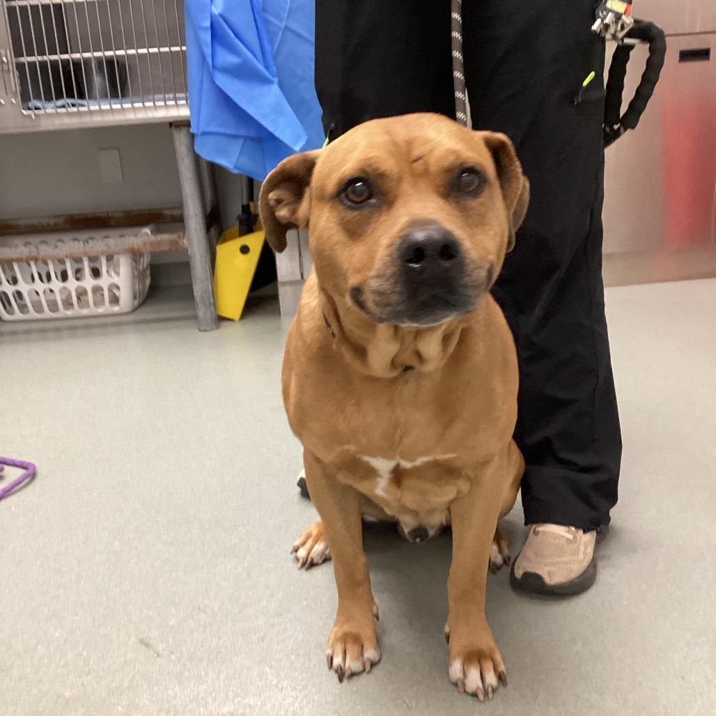 Enlarge Proper, a Adoptable Pit Bull Terrier in Abilene, TX image 1/1