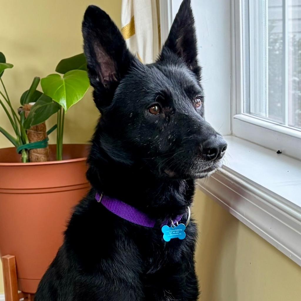 Enlarge Scrabble, a Adoptable Mixed Breed in State College, PA image 3/6
