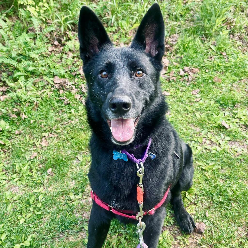 Scrabble, a Adoptable Mixed Breed in State College, PA image 3/6