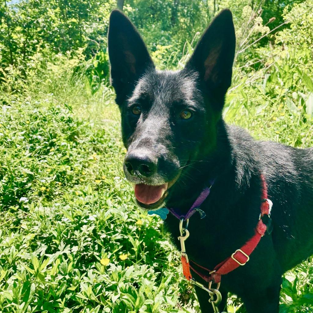 Enlarge Scrabble, a Adoptable Mixed Breed in State College, PA image 5/6