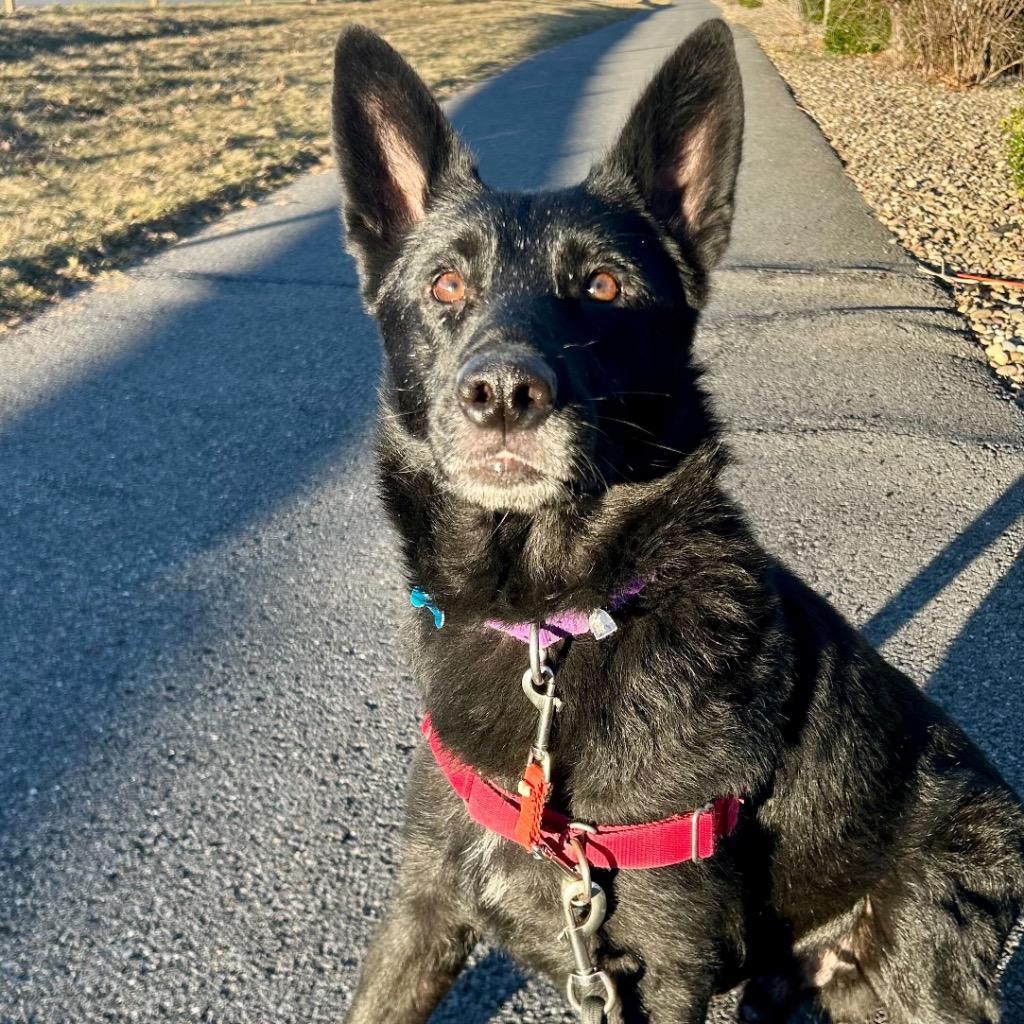 Scrabble, a Adoptable Mixed Breed in State College, PA image 5/6