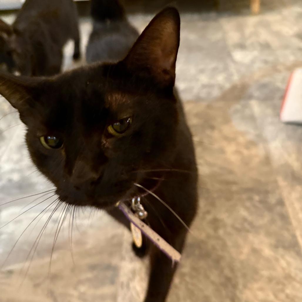 Eclipse, Adoptable, Adult Female Domestic Short Hair.