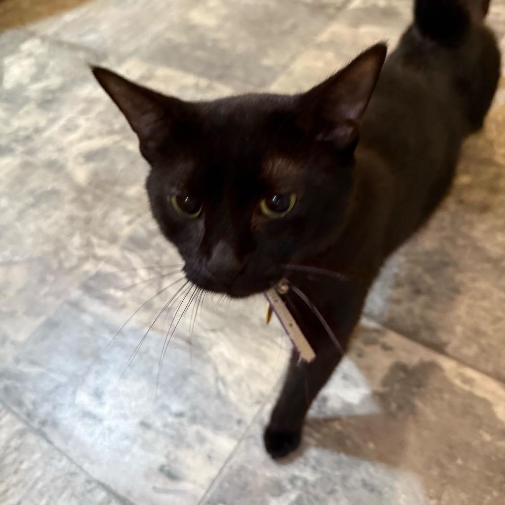 Enlarge Eclipse, a Adoptable Domestic Short Hair in Howard beach, NY image 2/5