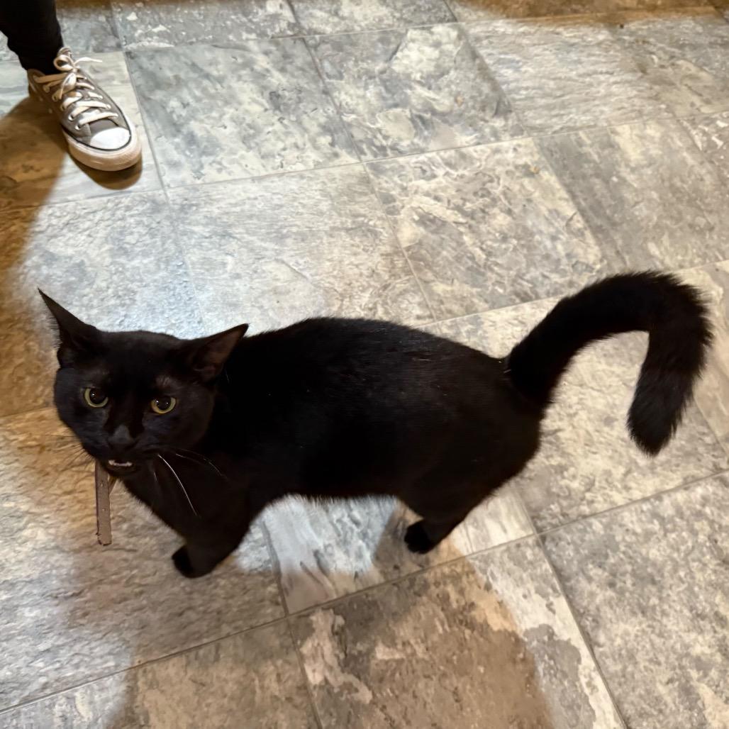 Enlarge Eclipse, a Adoptable Domestic Short Hair in Howard beach, NY image 3/5