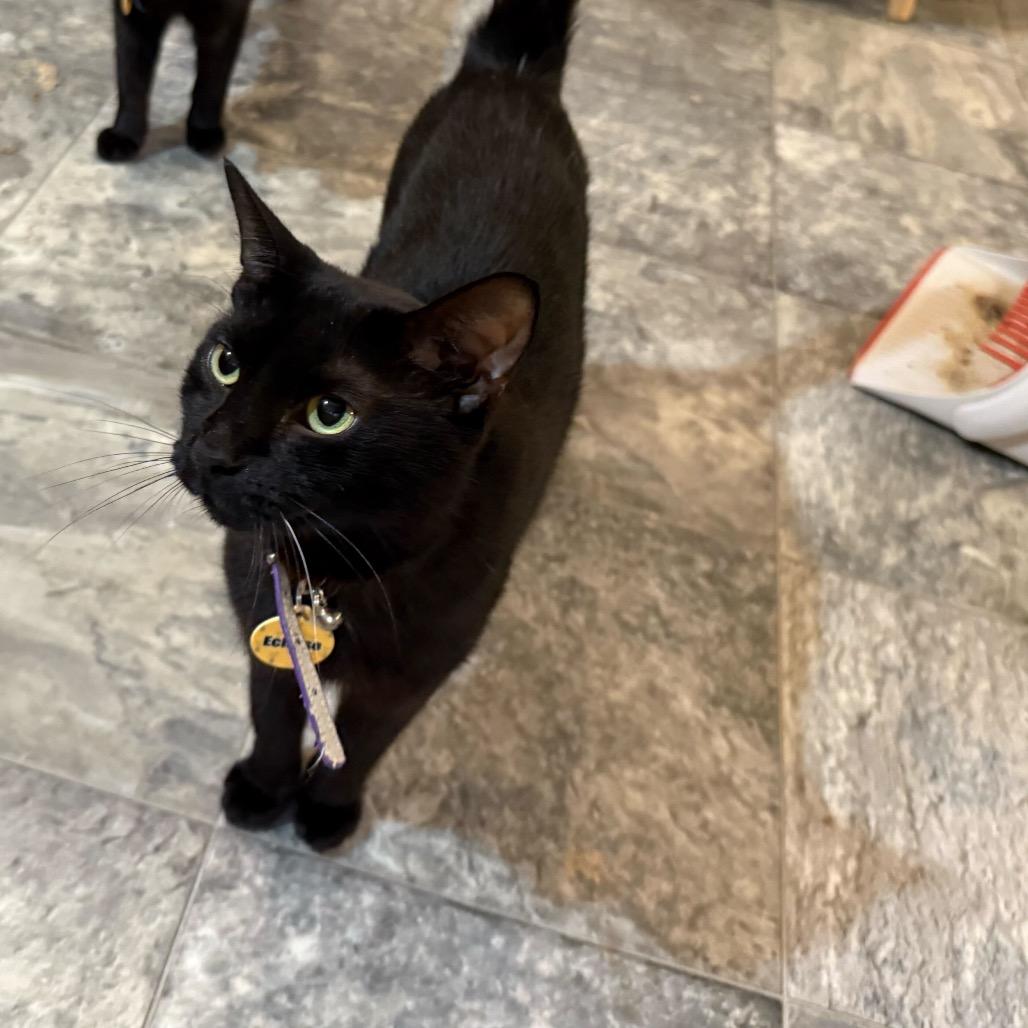 Enlarge Eclipse, a Adoptable Domestic Short Hair in Howard beach, NY image 4/5