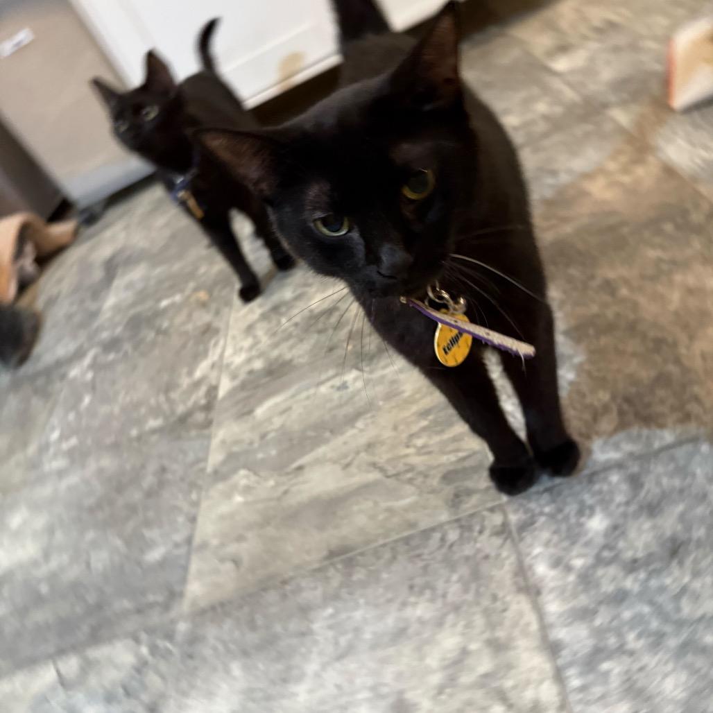 Enlarge Eclipse, a Adoptable Domestic Short Hair in Howard beach, NY image 5/5