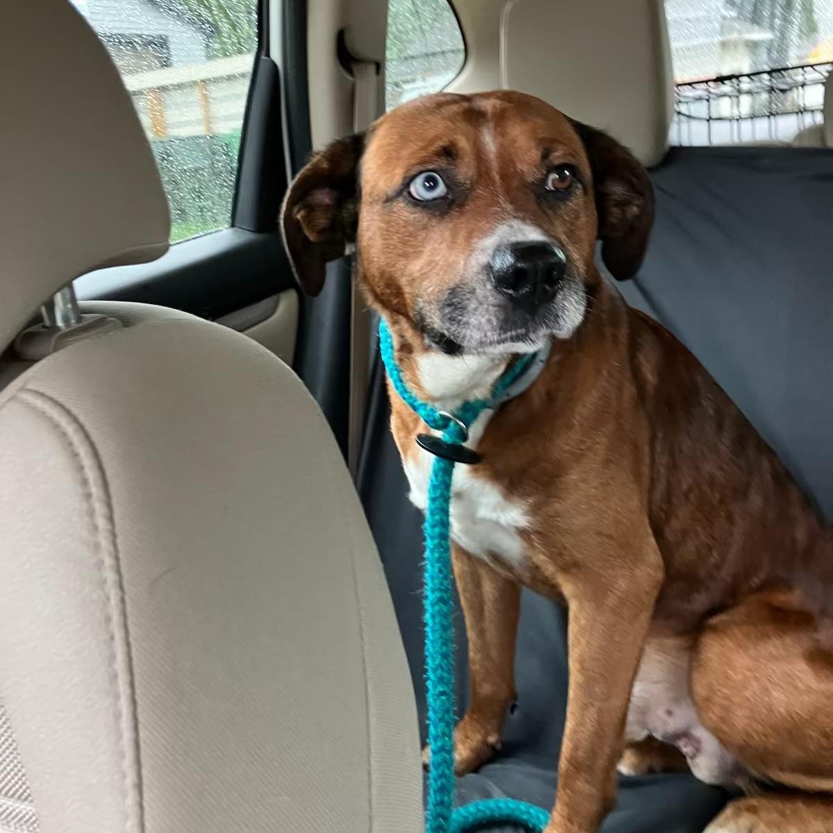 Enlarge BOWIE, a Adoptable mixed breed in Media, PA image 4/6
