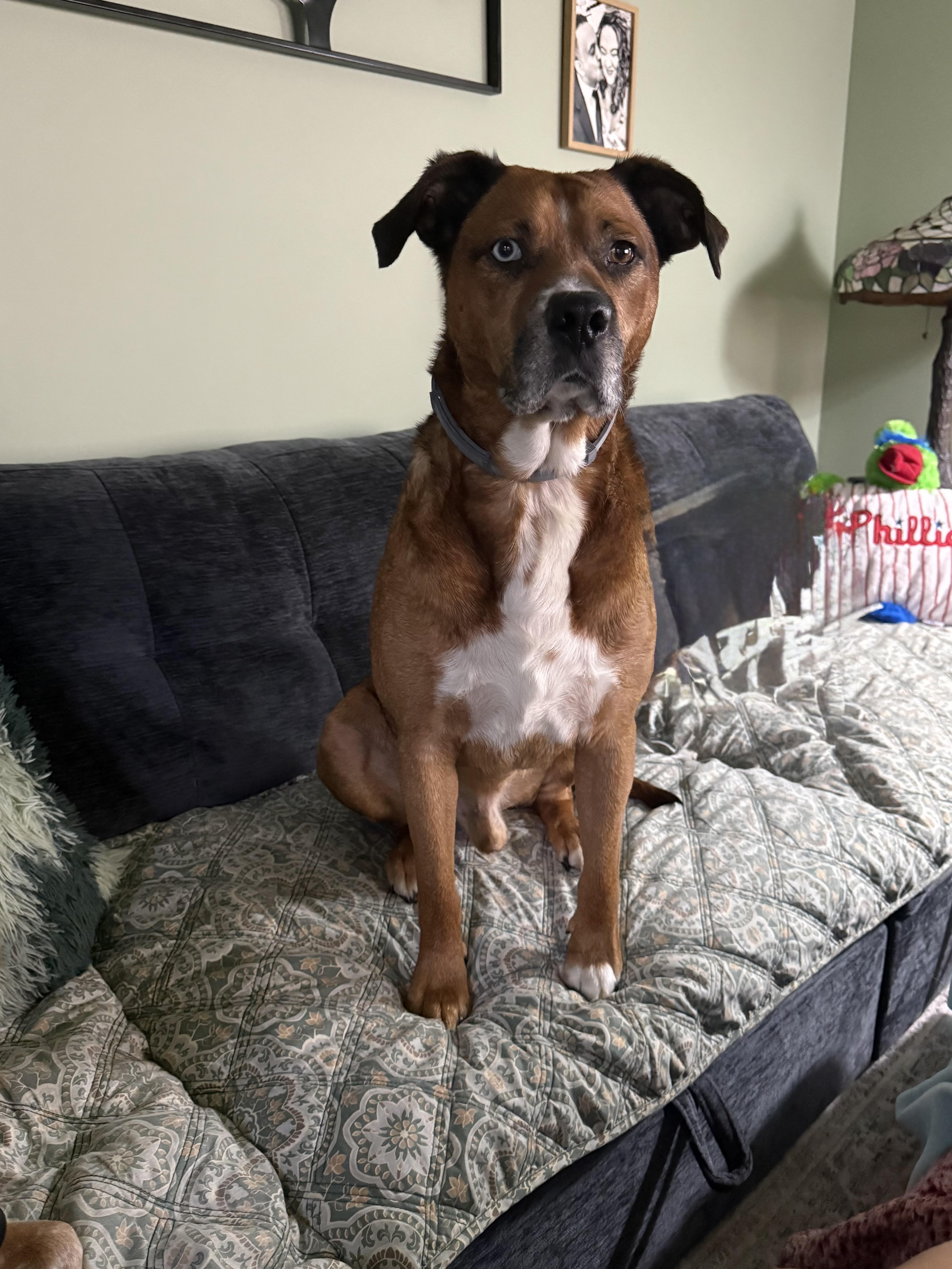 Enlarge BOWIE, a Adoptable mixed breed in Media, PA image 6/6