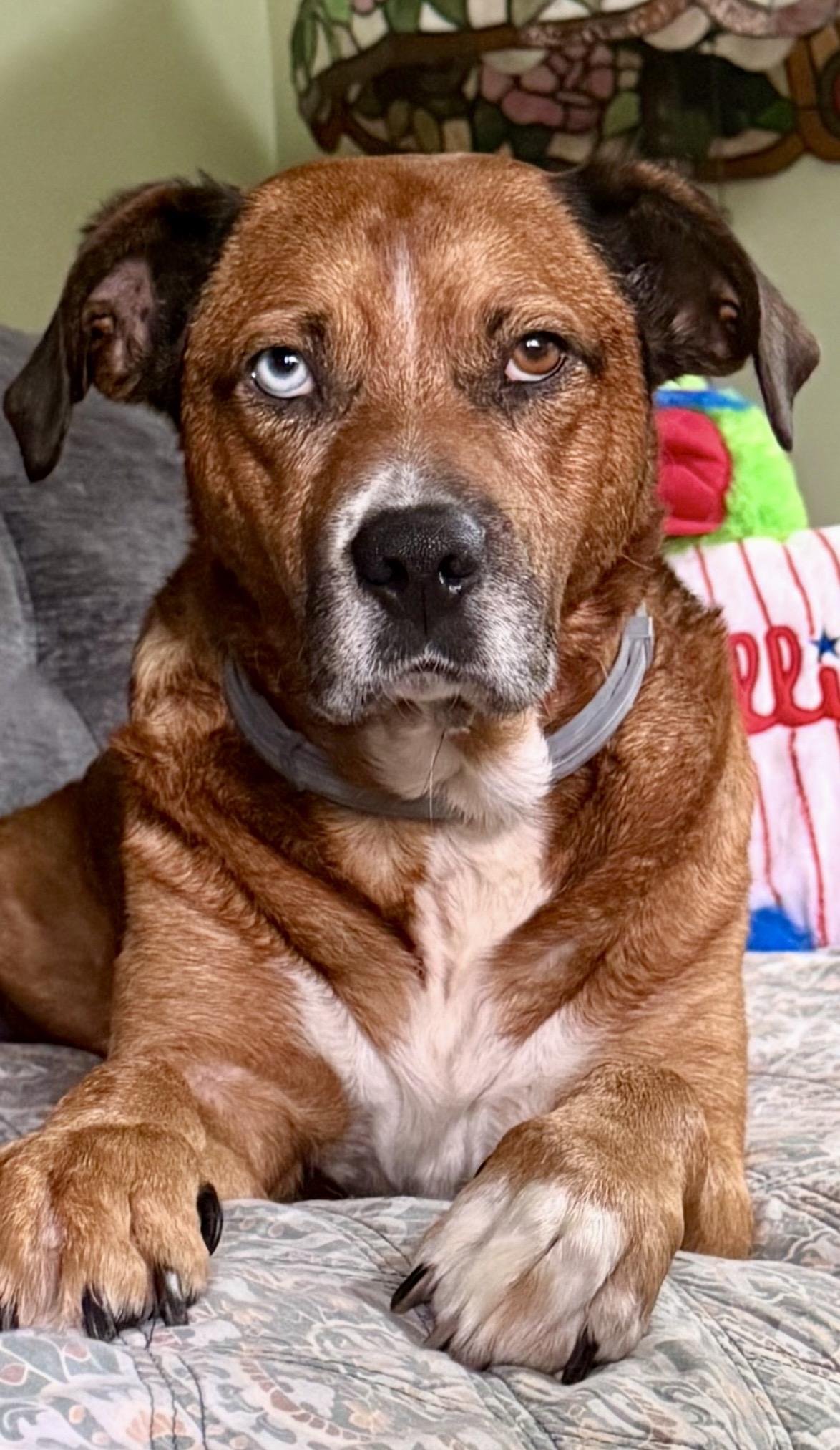 Enlarge BOWIE, a Adoptable mixed breed in Media, PA image 1/6
