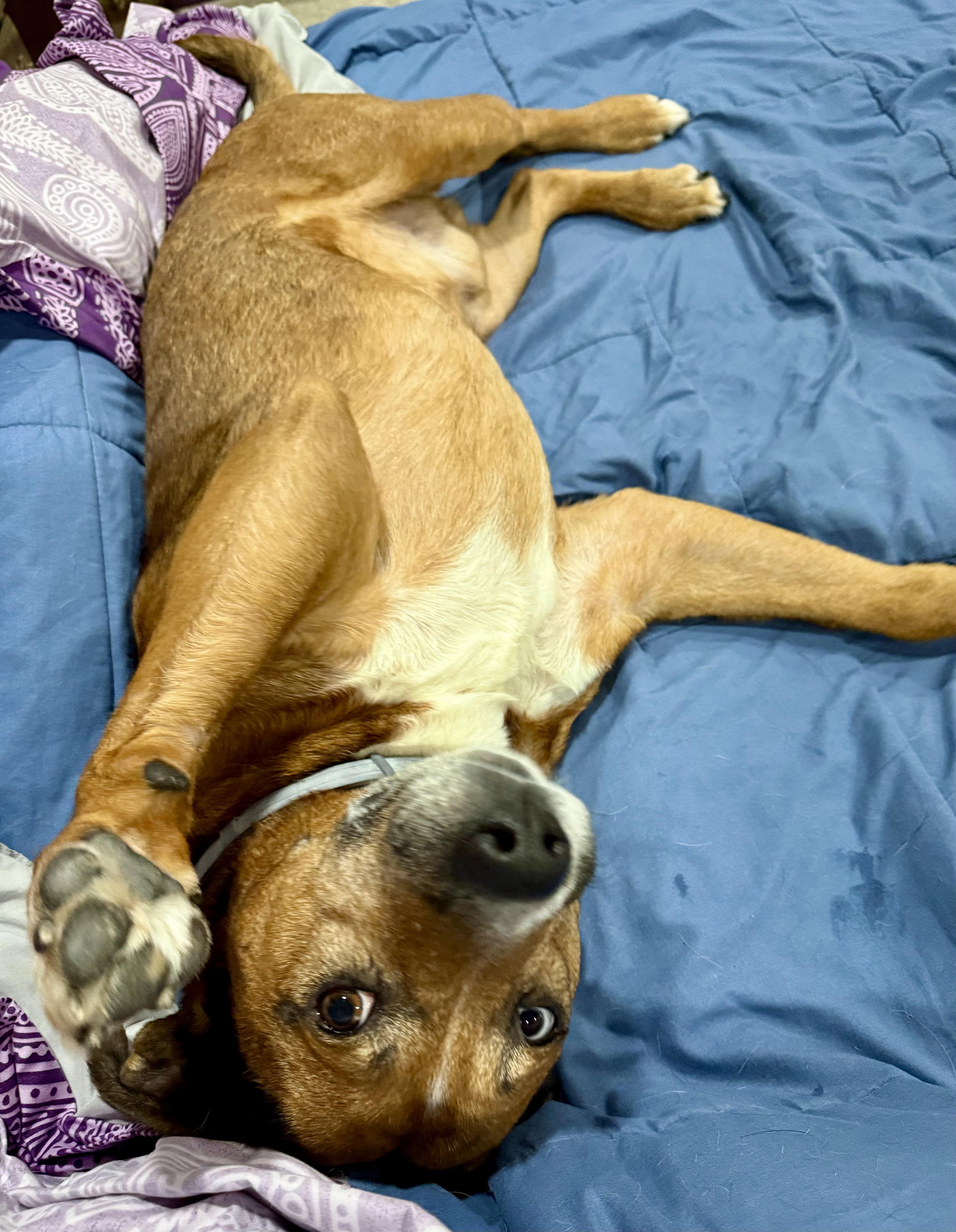 Enlarge BOWIE, a Adoptable mixed breed in Media, PA image 3/6